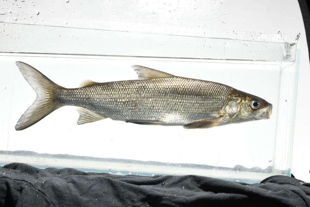 Common whitefish (Coregonus clupeaformis) — Salmonidae