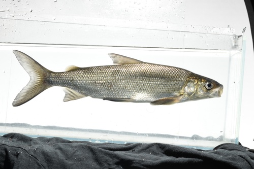 Common whitefish (Coregonus clupeaformis) — Salmonidae