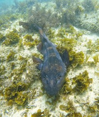 Brachaelurus waddi