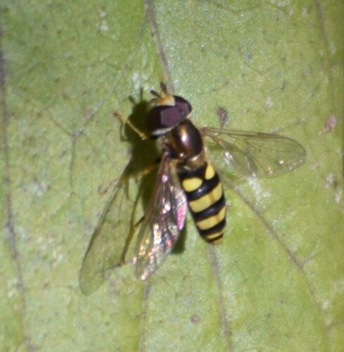 Unknown species found near Greene County, OH, USA