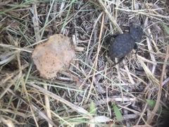 Scotobius pilularius