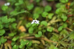 Viola filicaulis