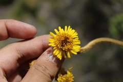 Espeletia boyacensis