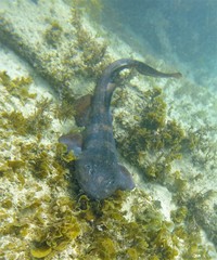 Brachaelurus waddi