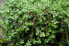 Tetrachondra hamiltonii