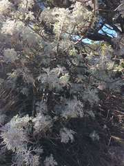 Artemisia mauiensis