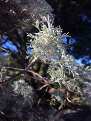Artemisia mauiensis