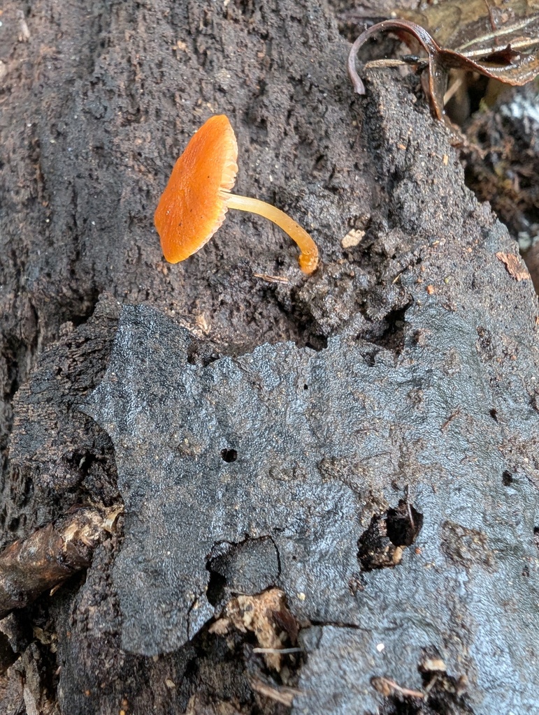 Pluteus aurantiorugosus · November 2025 · photo: © atsushi_nakajima_cirque (iNaturalist, cc-by)