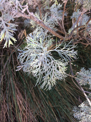 Artemisia mauiensis