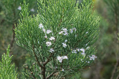 Veronica cupressoides