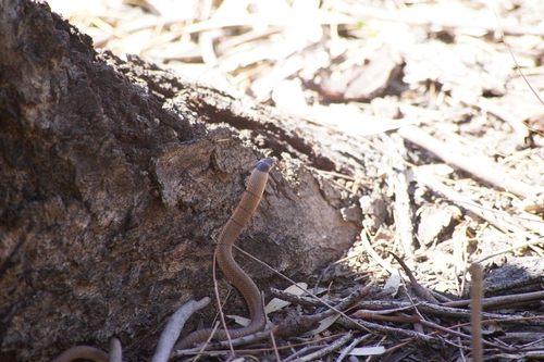 Eastern Brown Snake sighting