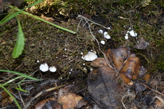 Clitopilus hobsonii