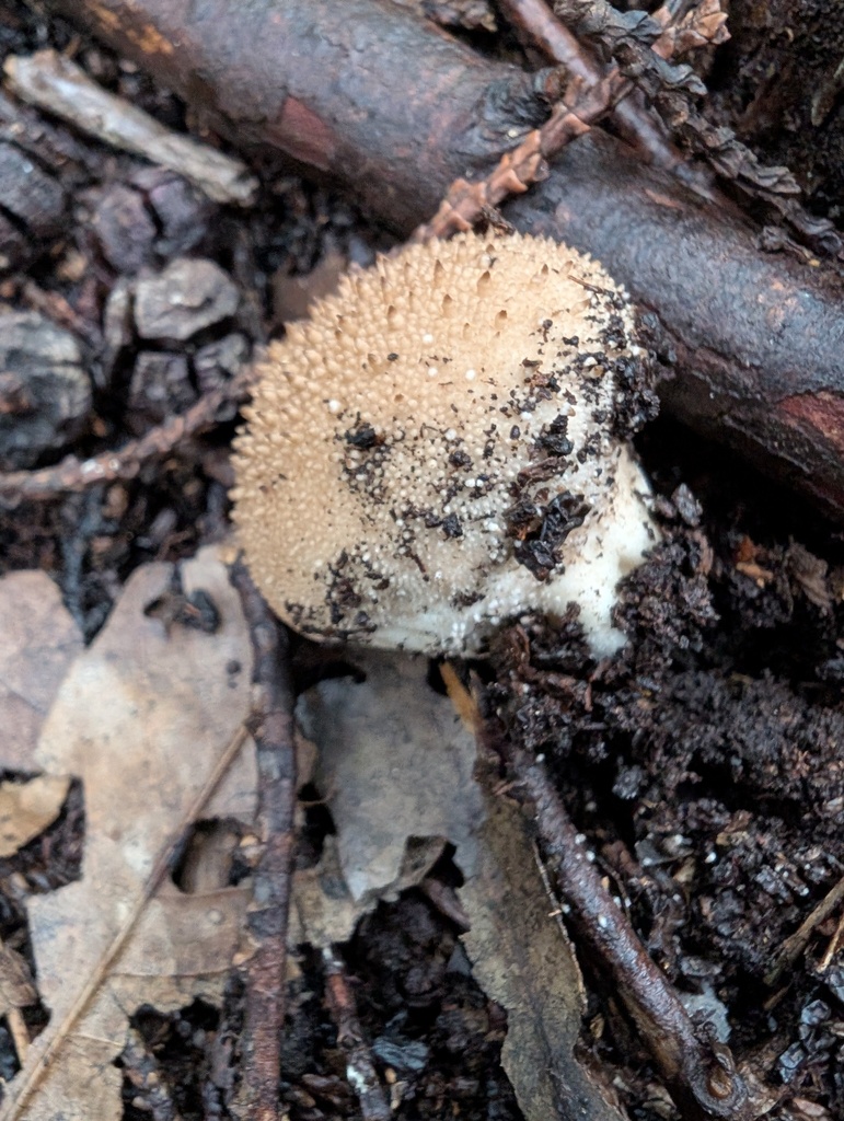 Lycoperdon perlatum · November 2025 · photo: © atsushi_nakajima_cirque (iNaturalist, cc-by)
