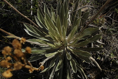 Espeletia boyacensis