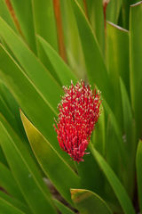Xeronema callistemon