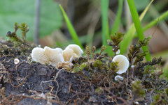 Clitopilus hobsonii