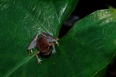 Leptobrachella juliandringi