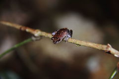 Leptobrachella juliandringi