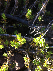 Coprosma ernodeoides