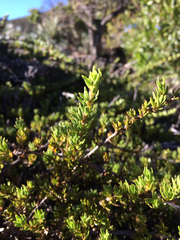 Coprosma ernodeoides