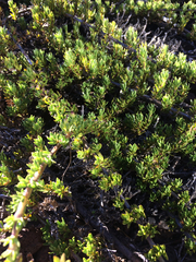 Coprosma ernodeoides