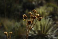 Espeletia boyacensis