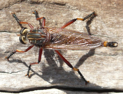 Colepia rufiventris