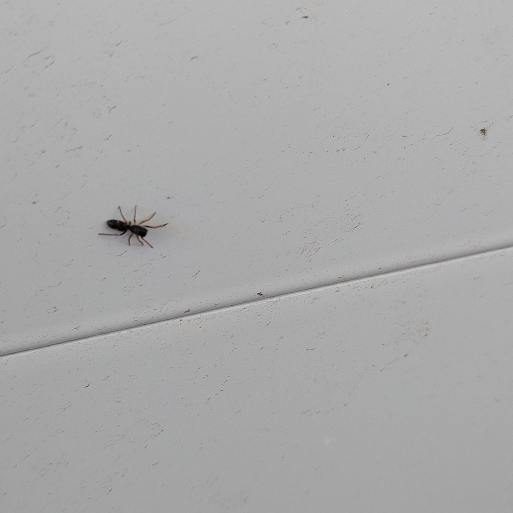 Parafluda banksi