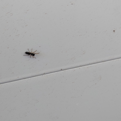 Parafluda banksi
