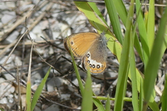 Coenonympha orientalis