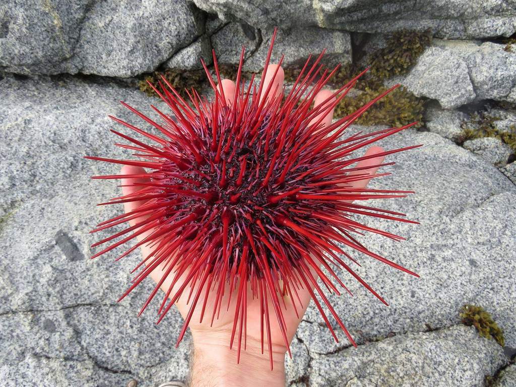 Mesocentrotus franciscanus