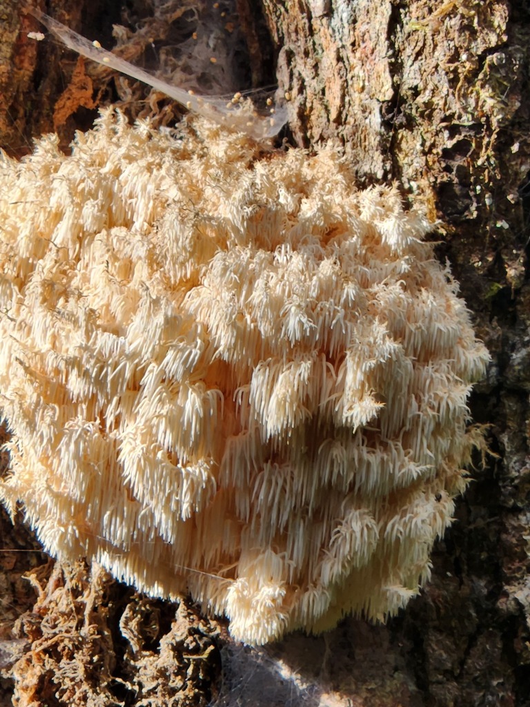 Hericium coralloides · June 2025 · photo: © yoavdanielbarness (iNaturalist, cc-by)