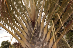 Dypsis decaryi