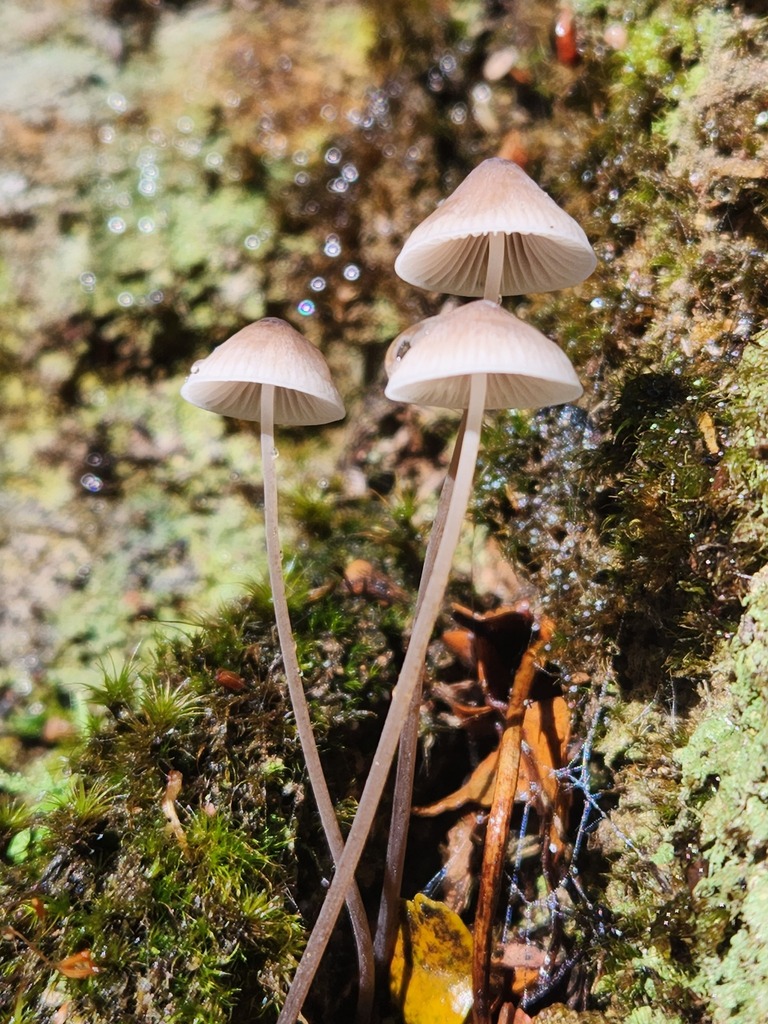 Mycena austrofilopes · June 2025 · photo: © yoavdanielbarness (iNaturalist, cc-by)