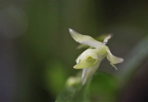 Epidendrum hesperium Hágsater & E.Santiago 3