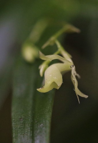Epidendrum hesperium Hágsater & E.Santiago 4