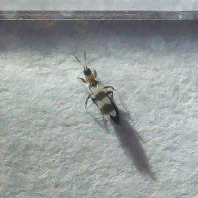 Aeolothrips collaris