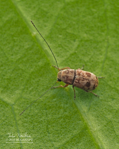 Exillis observed 2025-04-18