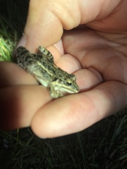 Leptodactylus latinasus