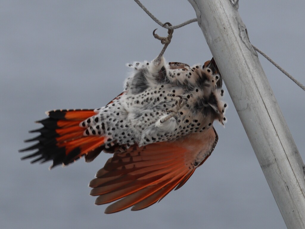 Northern Flicker from Offshore Torrey Pines on November 1, 2025 at 09: ...