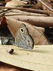 Ypthima baldus newboldi