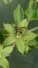 Mischocyttarus pallidipectus