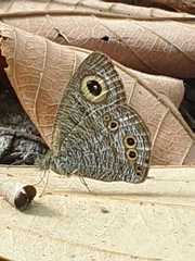 Ypthima baldus newboldi