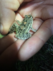 Leptodactylus latinasus
