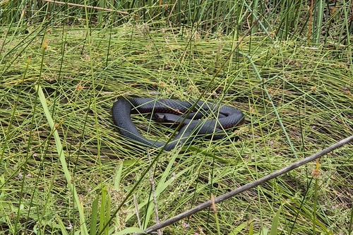 Red-bellied Black Snake sighting