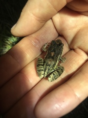 Leptodactylus latinasus