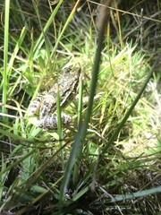 Leptodactylus latinasus