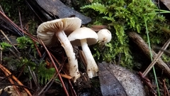 Inocybe pudica