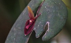 Pleurothallis neorinkei