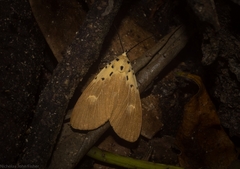 Asota iodamia